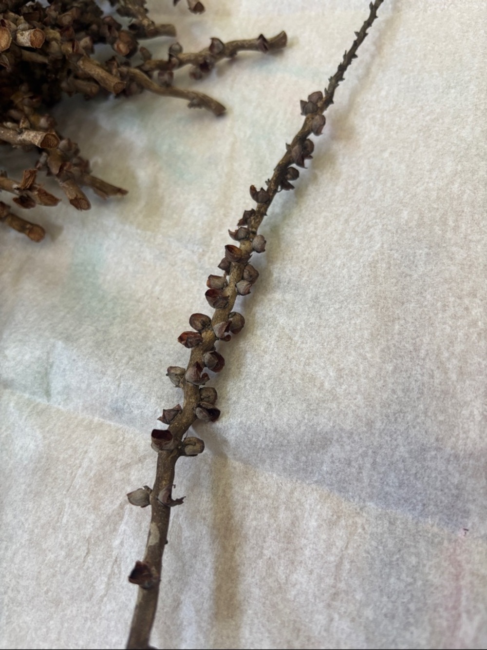 Bundle of Natural Dried Seeded Branch Stems - Brown (1) - Picture 3 of 5